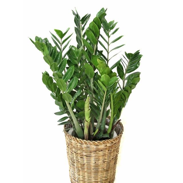 観葉植物 ザミオクルカス・ザミフォーリア8号 立て札、メッセージ