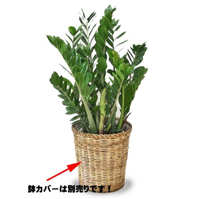 観葉植物 ザミオクルカス・ザミフォーリア8号 立て札、メッセージ