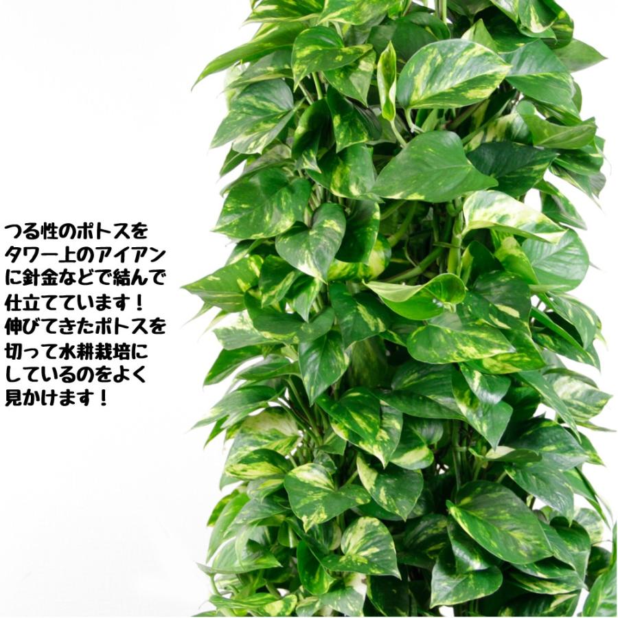 送料無料 観葉植物 タワーポトス１０号 立て札 メッセージカード無料 ラッピングも無料 新作商品