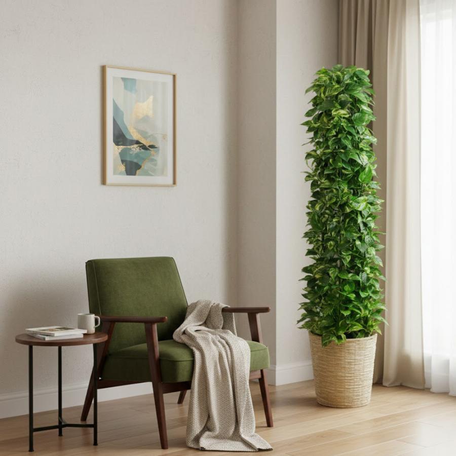 京都での手渡しのみ　ポトスタワー10号　約170cm　現品販売　近畿は可能 観葉植物 タワーポトス10号 立て札、メッセージカード無料