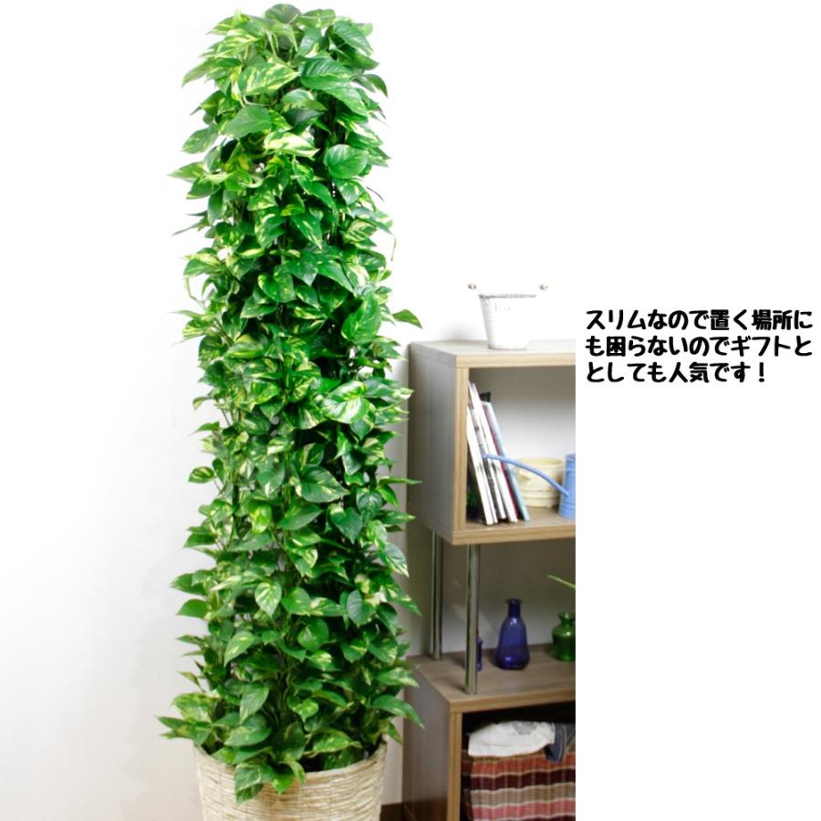 観葉植物　タワーポトス１０号　立て札、メッセージカード無料　ラッピングも無料_4