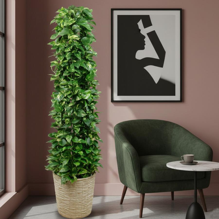 観葉植物 タワーポトス10号 立て札、メッセージカード無料