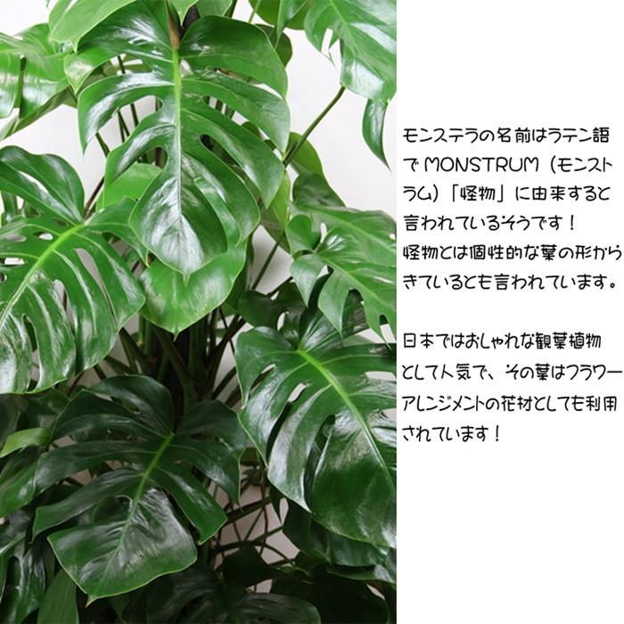 送料無料　観葉植物　モンステラ１０号　立て札、メッセージカード無料 ラッピングも無料｜e-kawanami｜02