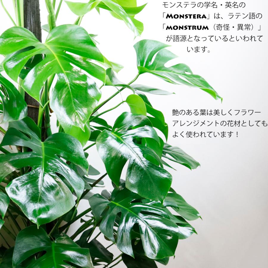 送料無料 観葉植物 モンステラ10号 立て札、メッセージカード無料