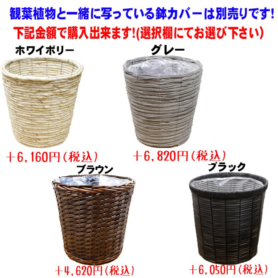 送料無料　観葉植物　モンステラ１０号　立て札、メッセージカード無料 ラッピングも無料_4