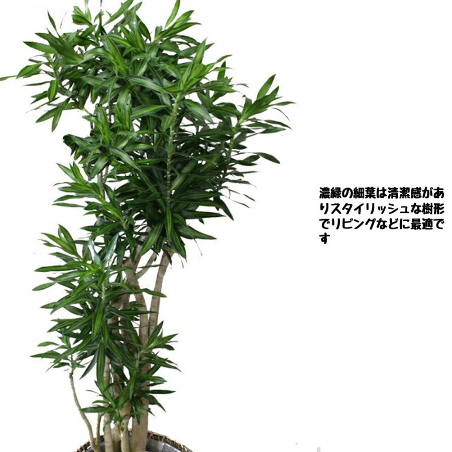 保存版 観葉植物 ソングオブジャマイカ１０号 立て札 メッセージカード無料 ラッピングも無料 全日本送料無料 Www Maxipiso Com Ar