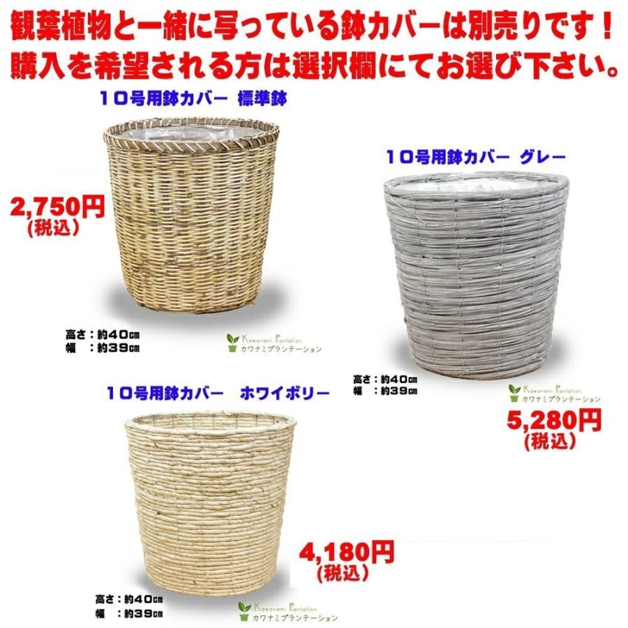 保存版 観葉植物 ソングオブジャマイカ１０号 立て札 メッセージカード無料 ラッピングも無料 全日本送料無料 Www Maxipiso Com Ar