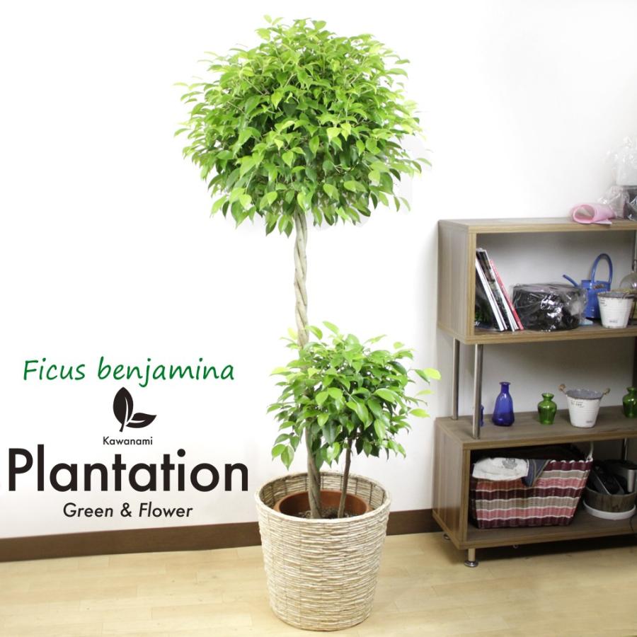 現品】バオバブ・ディギタータ 7号 白鉢（1） 現品】発根済 大株