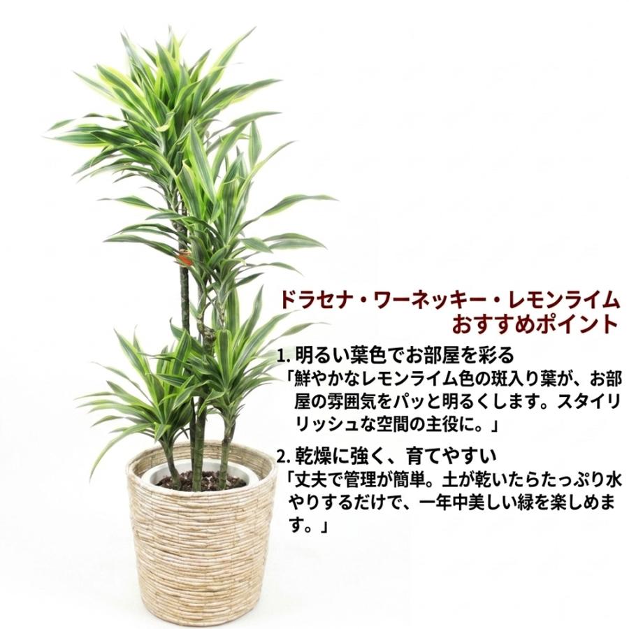 観葉植物 ドラセナ レモンライム ワーネッキ10号 立て札、メッセージ