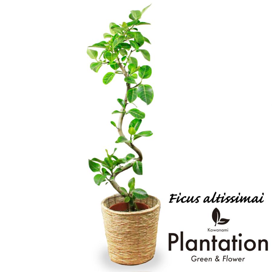 送料無料】観葉植物 アルテシマゴムの木幹曲り10号 立て札、メッセージ