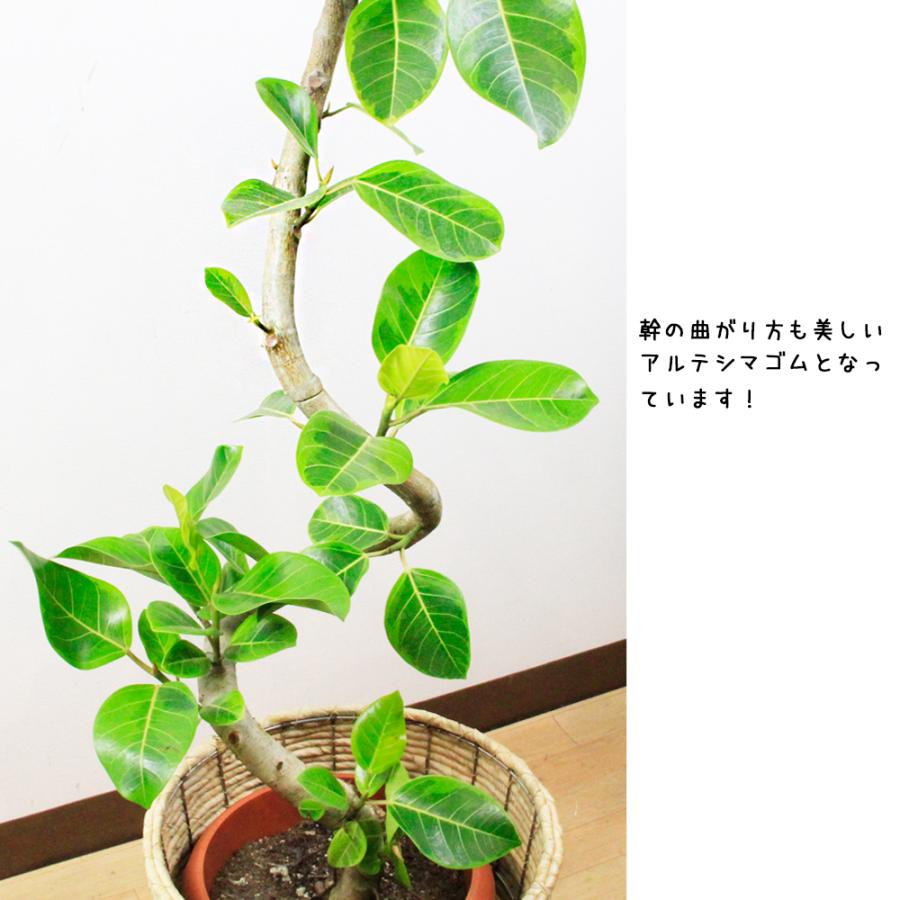 送料無料】観葉植物 アルテシマゴムの木幹曲り10号 立て札、メッセージ