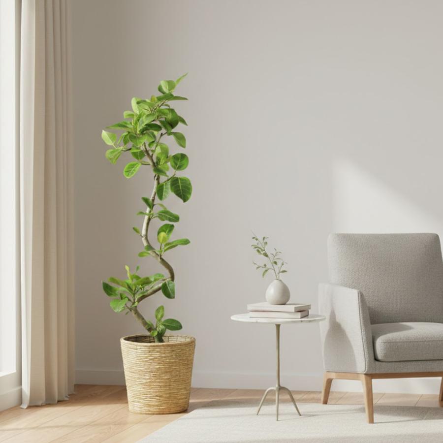 送料無料】観葉植物 アルテシマゴムの木幹曲り10号 立て札、メッセージ