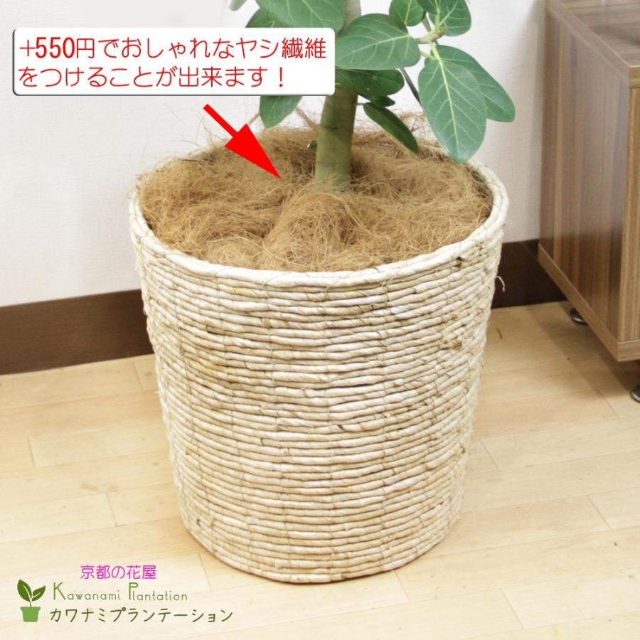 観葉植物 フィカス ベンガレンシス幹曲り10号 立札、メッセージ