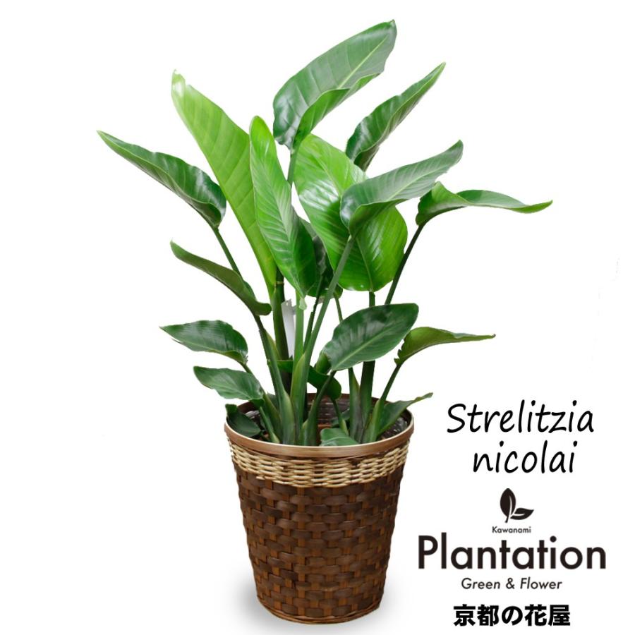 観葉植物 ストレリチア オーガスタ 8号 鉢カバー付 立て札 