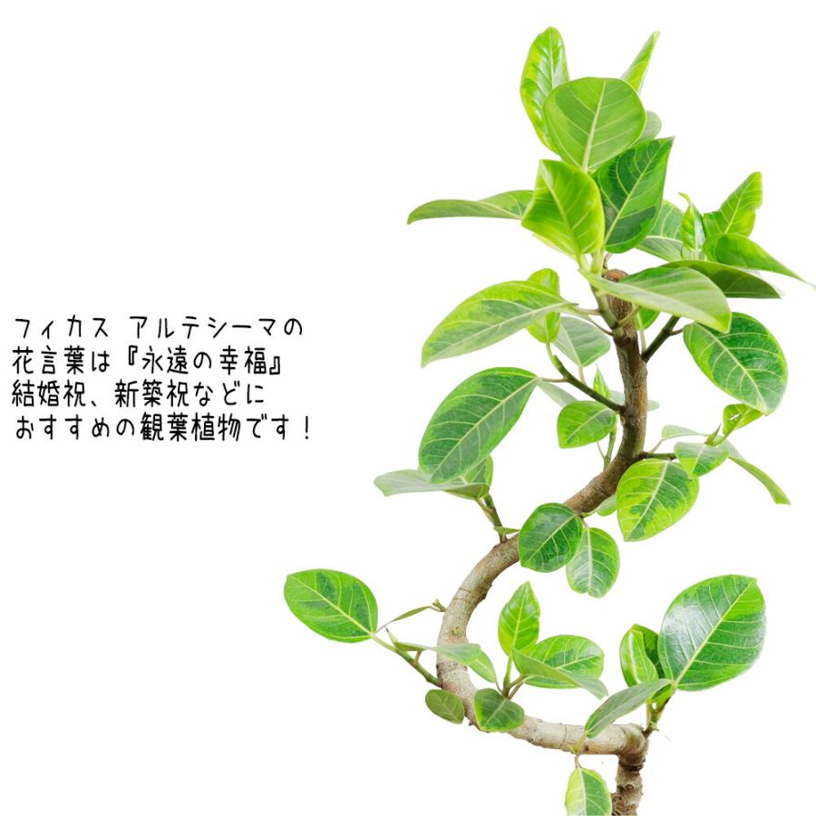 送料無料 観葉植物 アルテシーマゴムの木幹曲り8号 セラアート鉢