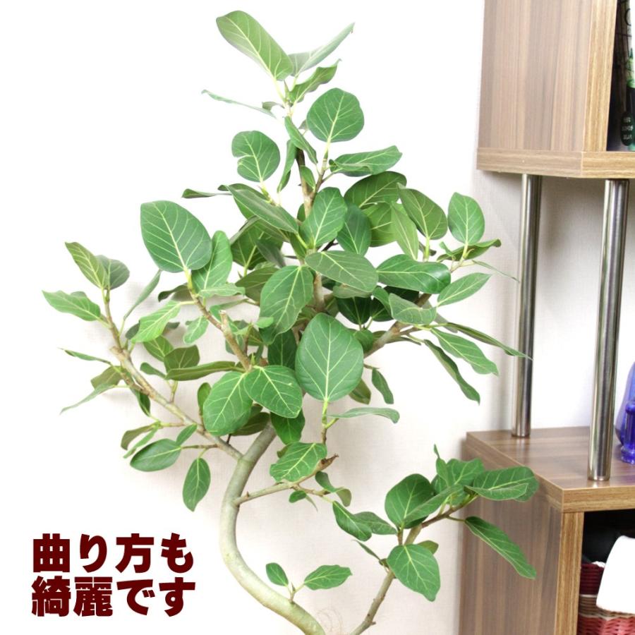 送料無料 観葉植物 フィカス ベンガレンシス幹曲り8号 人気の