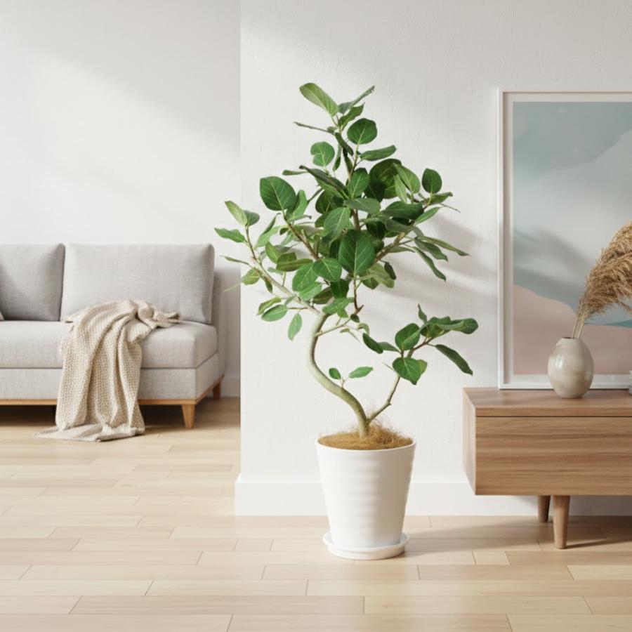 送料無料 観葉植物 フィカス ベンガレンシス幹曲り8号 人気の