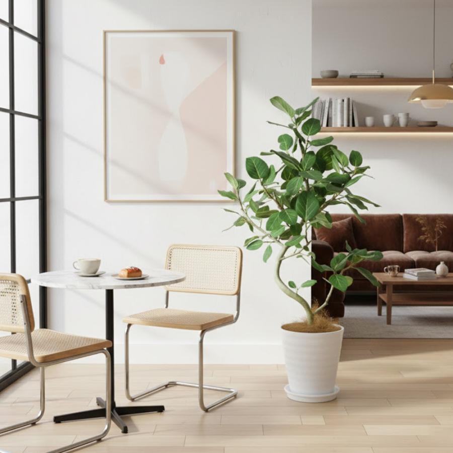 送料無料 観葉植物 フィカス ベンガレンシス幹曲り8号 人気の