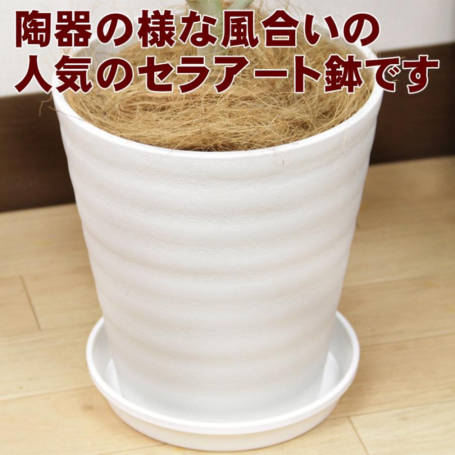 送料無料 観葉植物 フィカス ベンガレンシス幹曲り8号 人気の