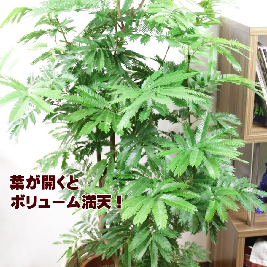 観葉植物 エバーフレッシュ10号 立て札、メッセージカード無料 
