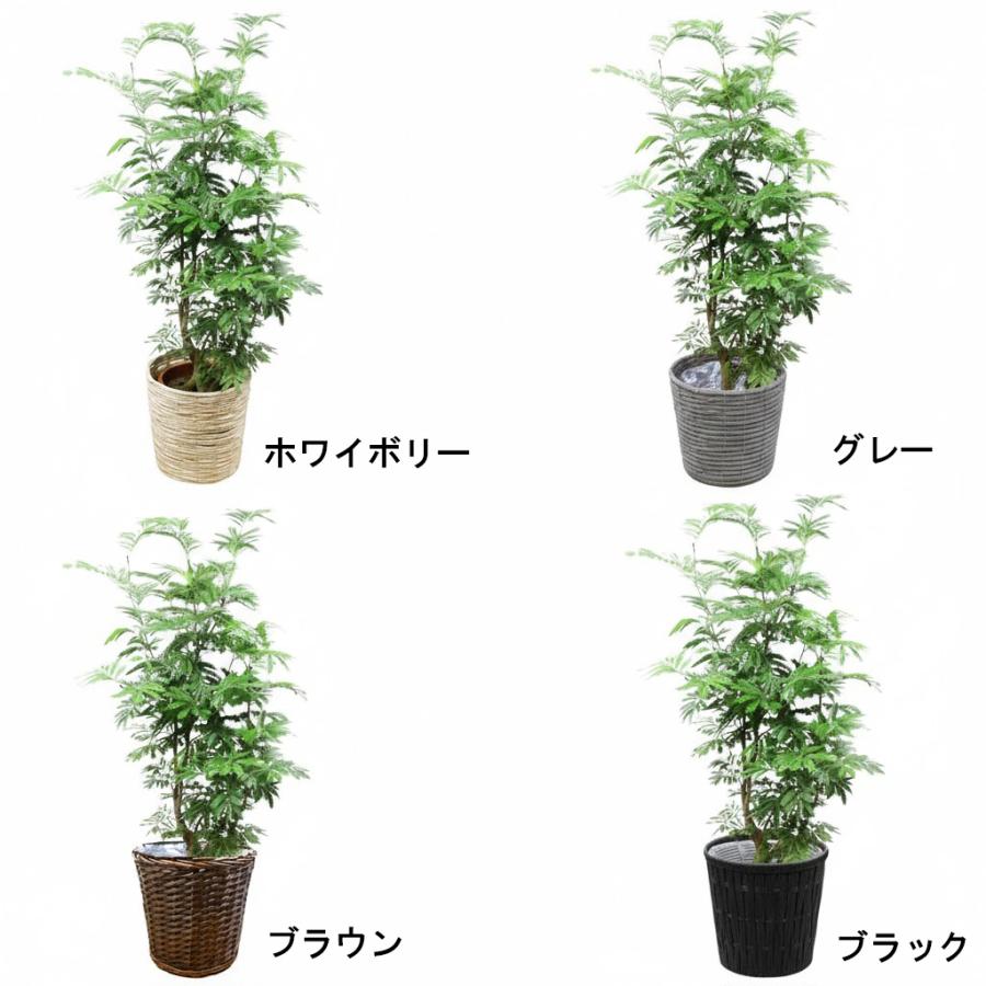 観葉植物 エバーフレッシュ10号 立て札、メッセージカード無料 