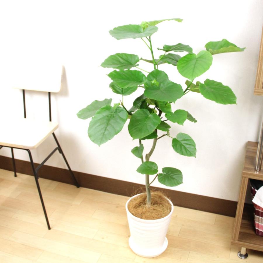観葉植物 フィカス ウンベラータ8号 セラアート鉢 立札＆メッセージ