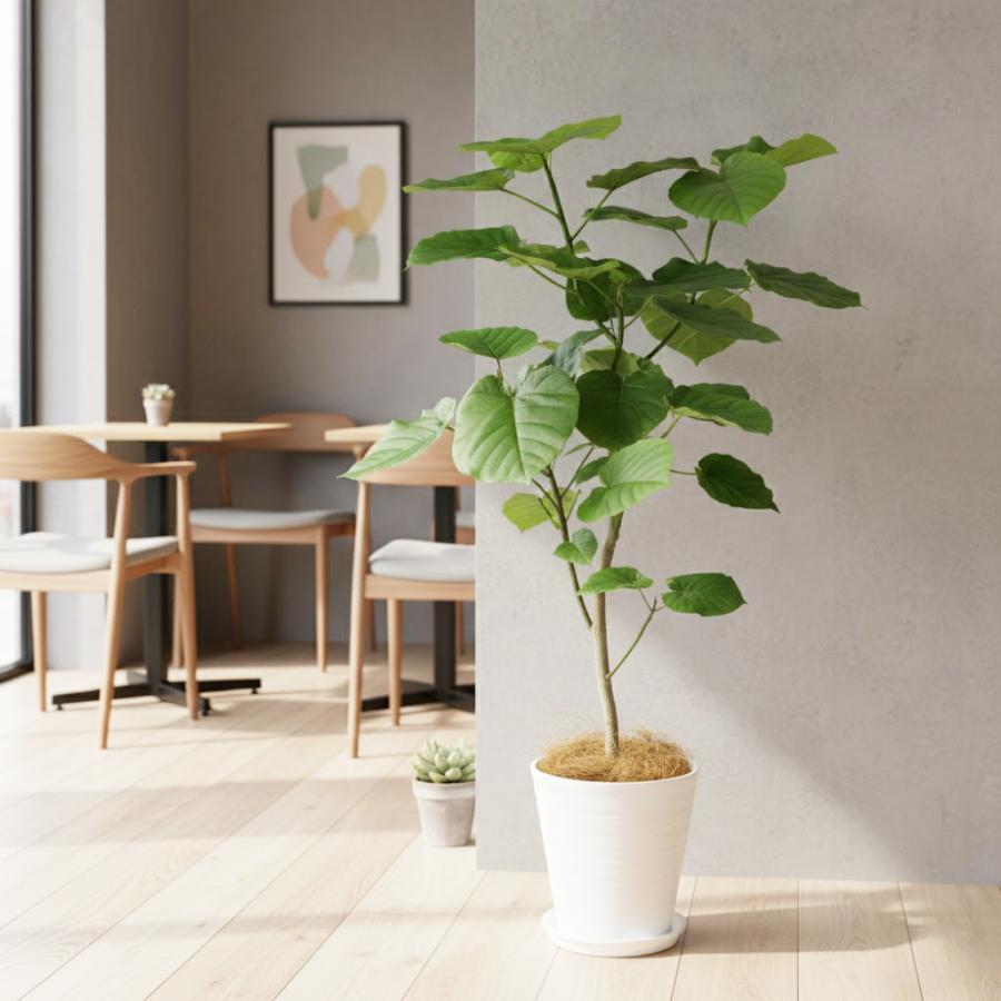 観葉植物　フィカスウンベラータ 観葉植物 フィカス ウンベラータ 4号 オーセ 15 Y イエロー 付き