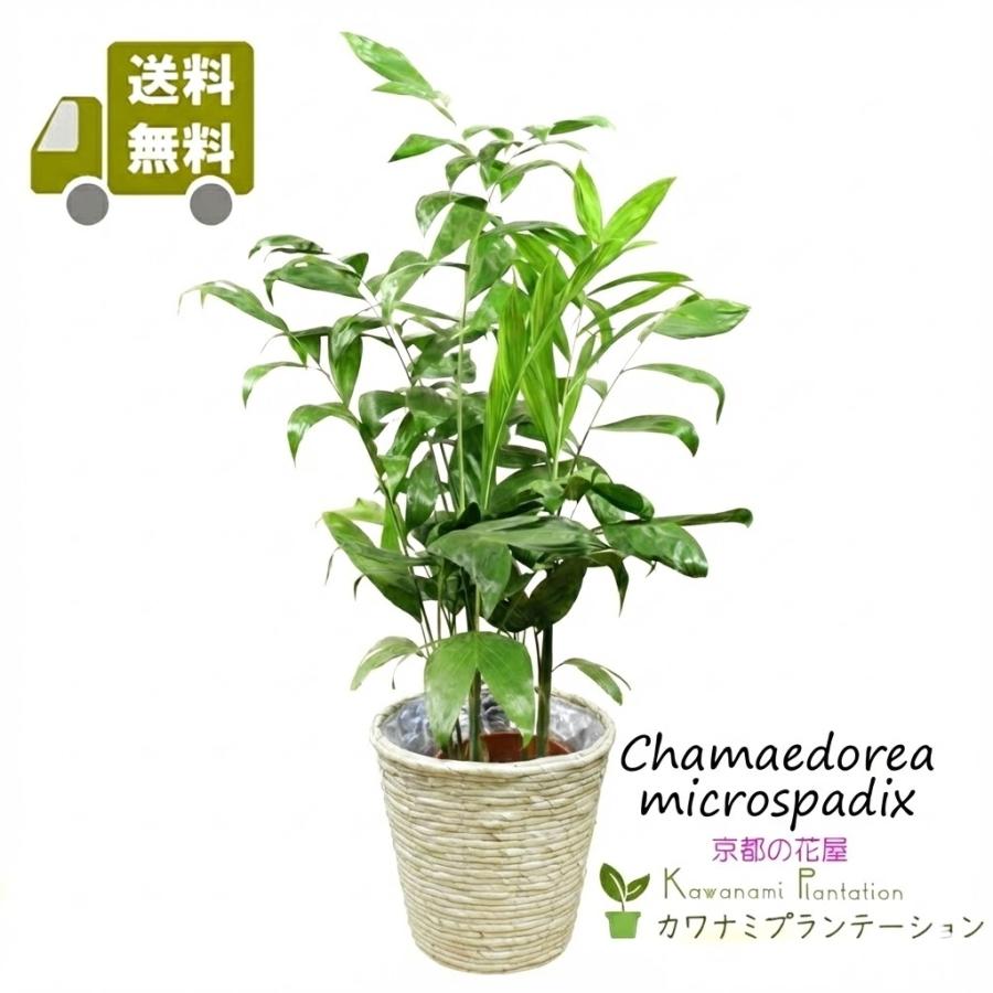 観葉植物 チャメドレア ミクロスパディクス７号 立て札 メッセージカード無料 ラッピングも無料 Kpnh 0009 カワナミプランテーション 通販 Yahoo ショッピング
