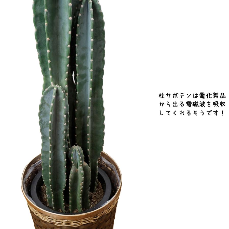 観葉植物 ハシラサボテン10号 立て札 メッセージカード無料 ラッピングも無料 Kpnh S 0001 カワナミプランテーション 通販 Yahoo ショッピング