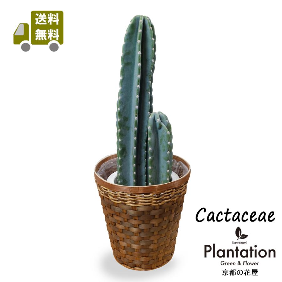 柱サボテン カーネギア ギガンティア サァグアロ⁄弁慶柱 鉢ごと宅急便