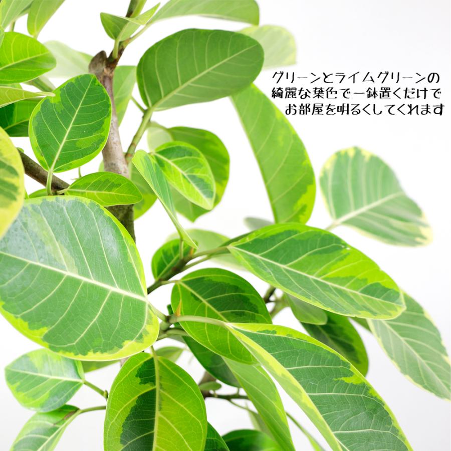 観葉植物　アルテシーマゴムの木幹曲がり10号　ストーンテクスチャ鉢カバー付き｜e-kawanami｜03