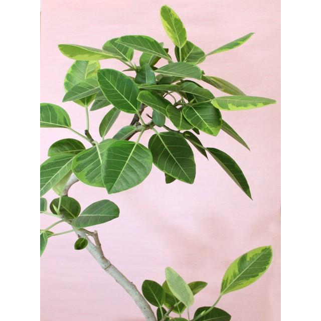 観葉植物 アルテシーマゴムの木幹曲がり 白陶器鉢仕立て 立て札