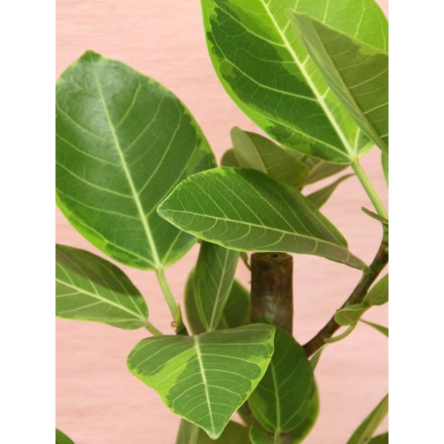 観葉植物 アルテシーマゴムの木幹曲がり 白陶器鉢仕立て 立て札