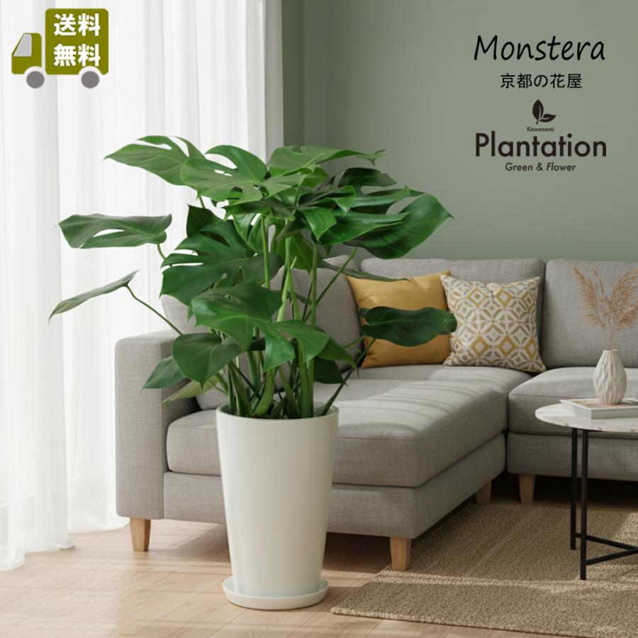 独創的 送料無料 観葉植物 モンステラlサイズ 白陶器鉢仕立て 立札 メッセージカード無料 Kpt 0025 カワナミプランテーション 通販 Yahoo ショッピング 第1位獲得 M Mahdi Net