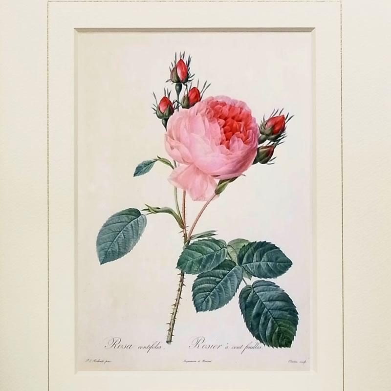 絵画 インテリア ルドゥーテ ローズ 絵額 複製画 『 バラ図譜 ロサ