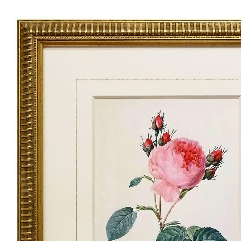 絵画 インテリア ルドゥーテ ローズ 絵額 複製画 『 バラ図譜 ロサ