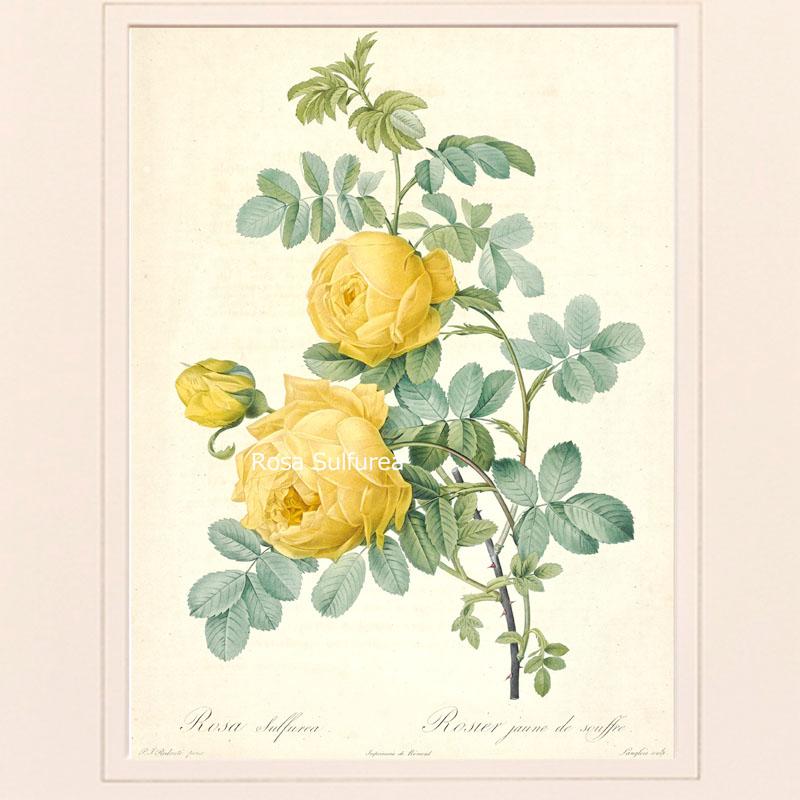 P.J.ルドゥーテ　薔薇　プリント　絵　額 絵画 インテリア ルドゥーテ ローズ 絵額 複製画 『 バラ図譜 』 ロサ