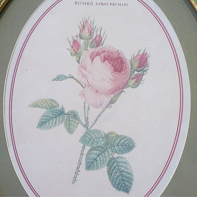 【2枚組】イタリア製 ルドゥーテ 薔薇 花 額絵 スクエア 絵画 絵画 インテリア ルドゥーテ 薔薇 花 額絵 楕円 Bタイプ オーバル 額
