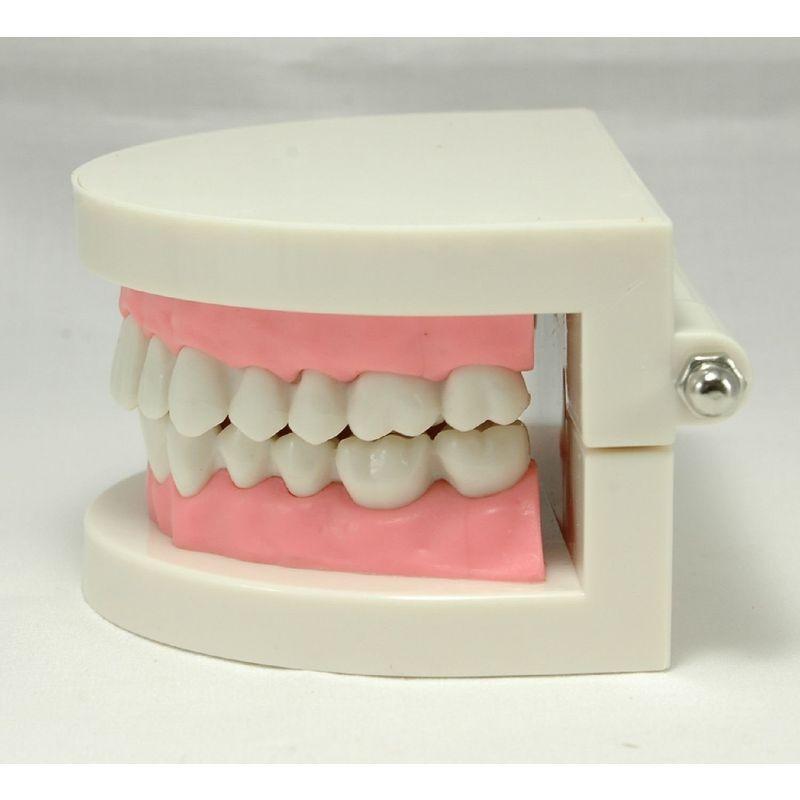 歯列模型 歯形模型 歯磨き指導模型 学習用小型モデル :20220522014644-00487:EーKOーBO - 通販 - Yahoo!ショッピング