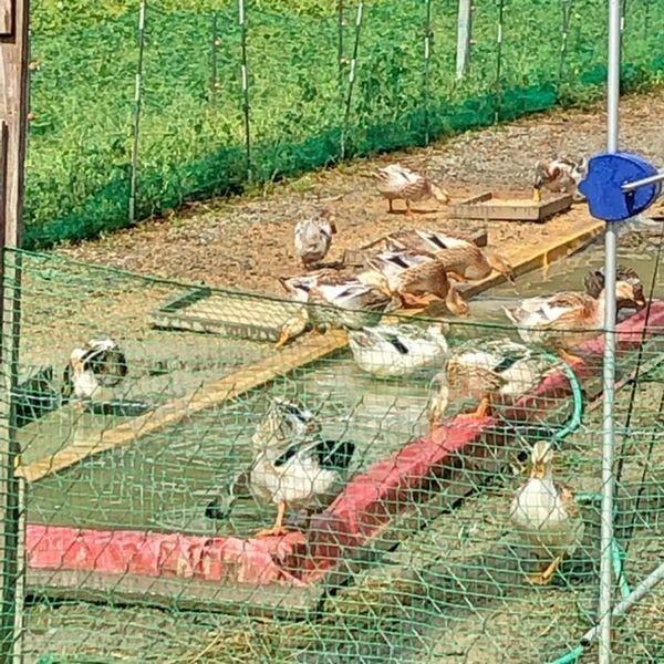 米 5kg ミルキークイーン ネオニコチノイド系農薬不使用 減農薬 減化学肥料栽培 兵庫県産 令和7年産 | ミルキークイーン | 08