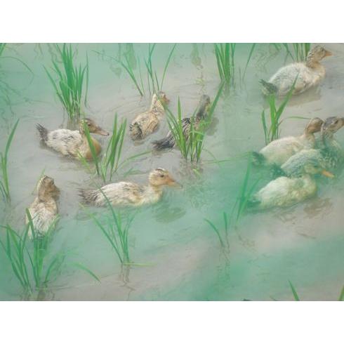 米 5kg ミルキークイーン ネオニコチノイド系農薬不使用 減農薬 減化学肥料栽培 兵庫県産 令和7年産 | ミルキークイーン | 07