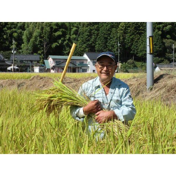 米 5kg ミルキークイーン ネオニコチノイド系農薬不使用 減農薬 減化学肥料栽培 兵庫県産 令和7年産 | ミルキークイーン | 13