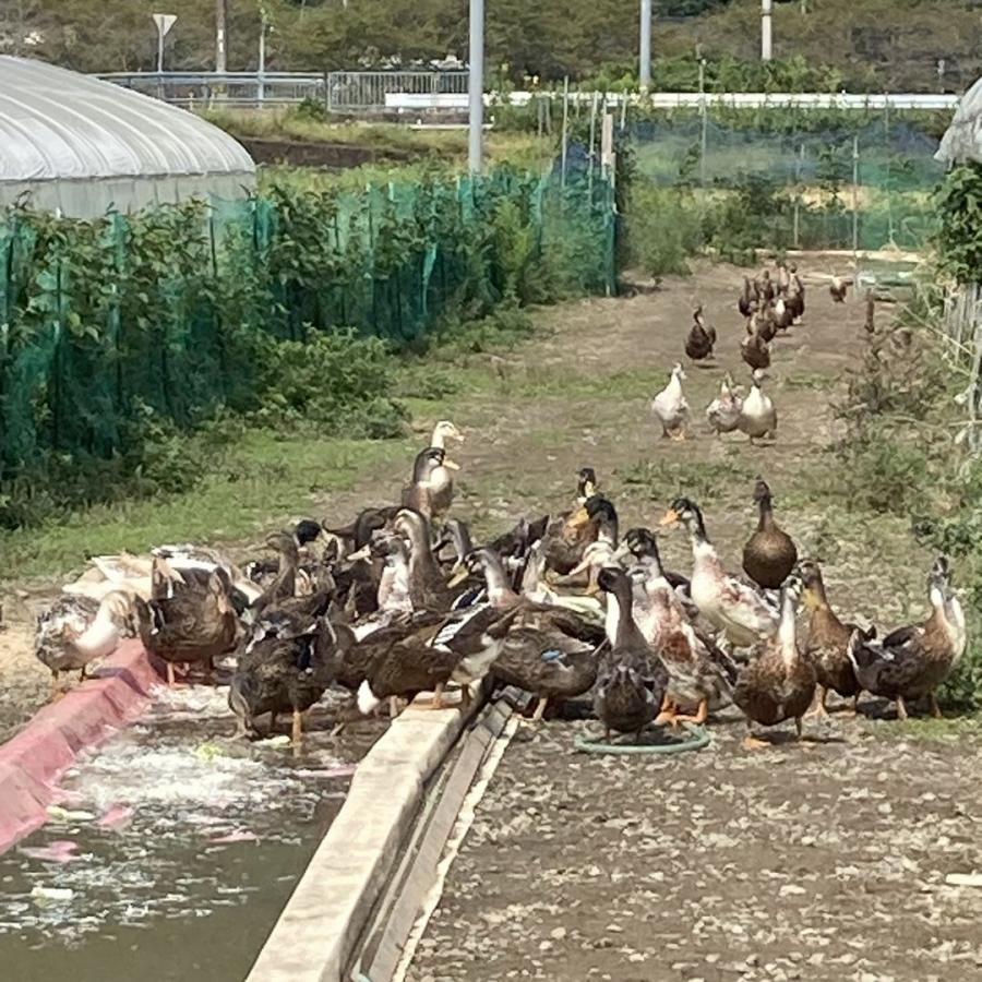 米 5kg ミルキークイーン ネオニコチノイド系農薬不使用 減農薬 減化学肥料栽培 兵庫県産 令和7年産 | ミルキークイーン | 09