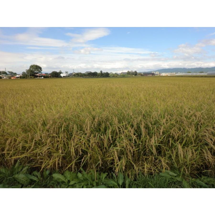元気つくし お米 福岡県産 令和7年産 5kg 特A 減農薬 大粒 甘み強し