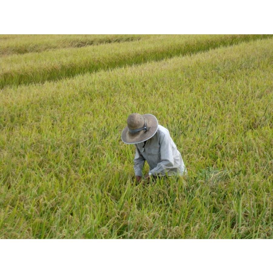 元気つくし お米 福岡県産 令和7年産 5kg 特A 減農薬 大粒 甘み強し