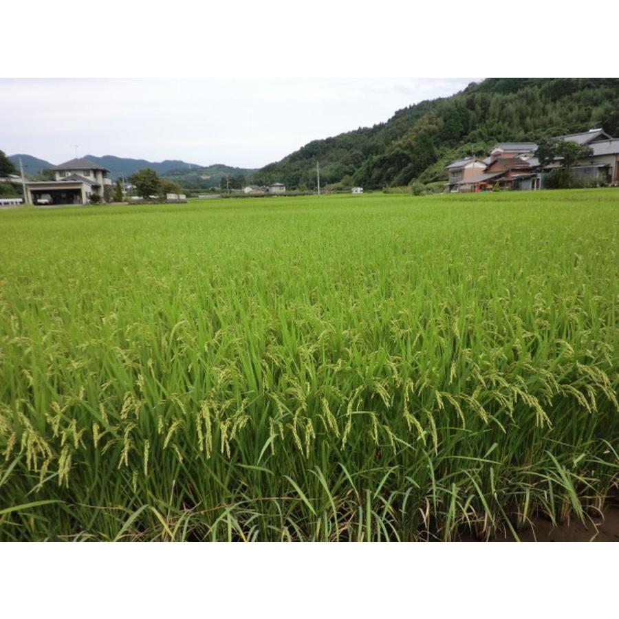 元気つくし お米 福岡県産 令和7年産 5kg 特A 減農薬 大粒 甘み強し