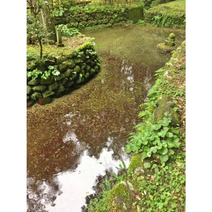元気つくし お米 福岡県産 令和7年産 5kg 特A 減農薬 大粒 甘み強し