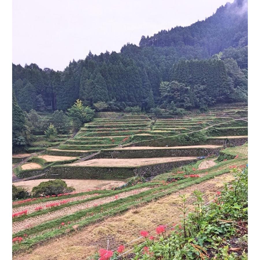 元気つくし お米 福岡県産 令和7年産 5kg 特A 減農薬 大粒 甘み強し