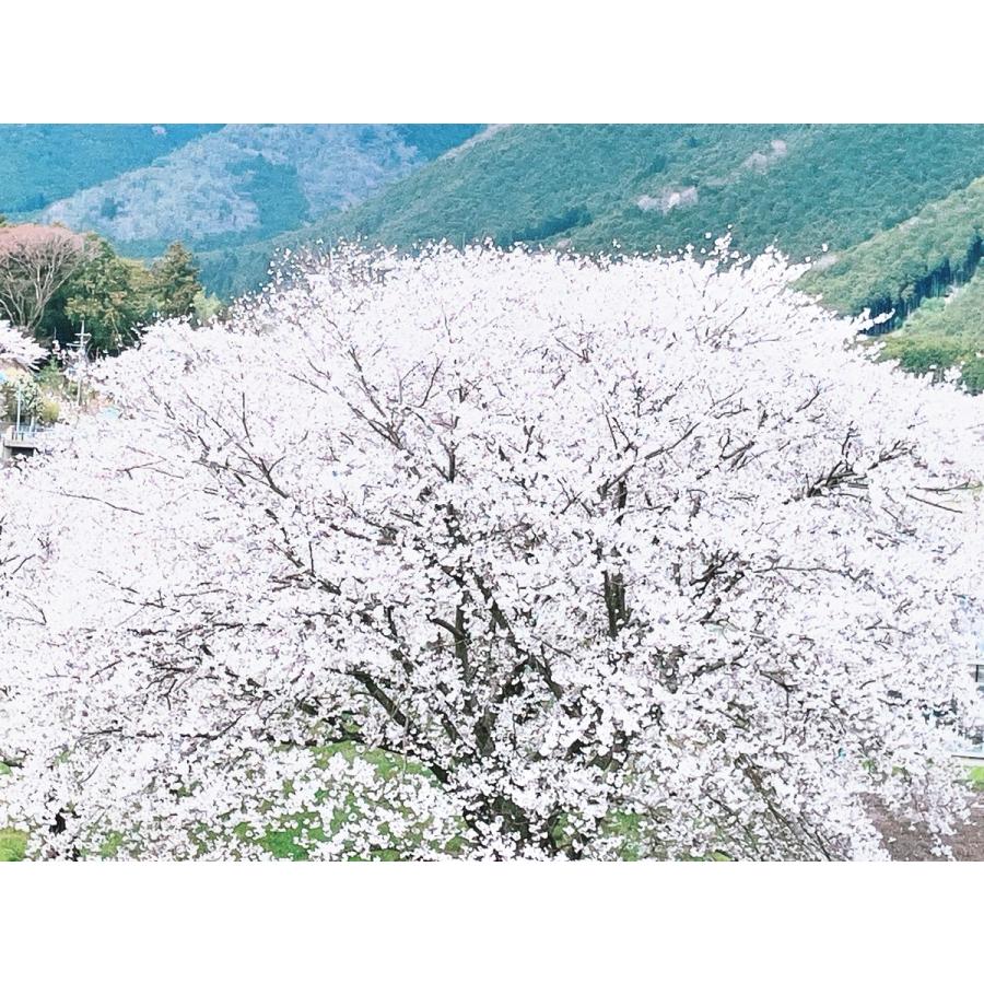 ミルキークイーン お米 兵庫県産 令和7年産 10kg(5kg×2) 減農薬