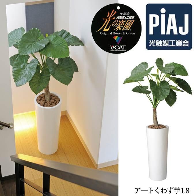 日本人気メーカー直販超絶 観葉植物 光触媒 134c800 Hh モダンな家具屋の通販イーリビング おしゃれ ア トくわず芋1 8 光触媒 観葉植物 お祝い ア トくわず芋1 8 観葉植物